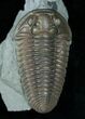 Flexicalymene Trilobite From Indiana #5527-3